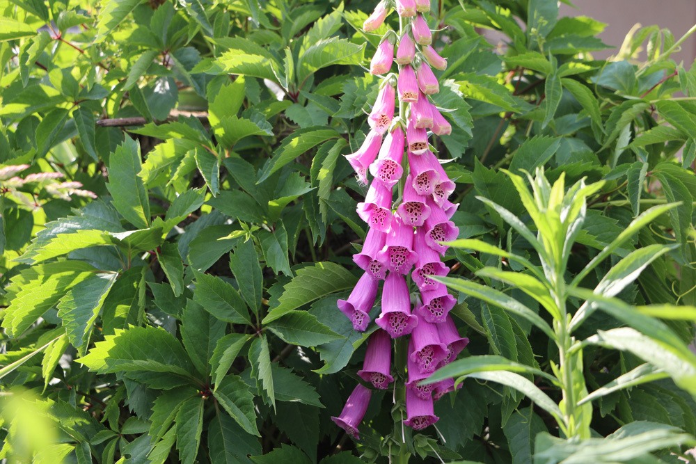 Fingerhut, Digitalis