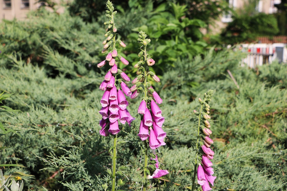 roter Fingerhut, Digitalis purpurea