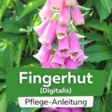 Fingerhut (Digitalis)