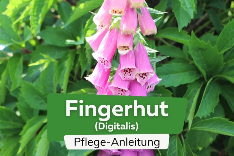 Fingerhut (Digitalis)