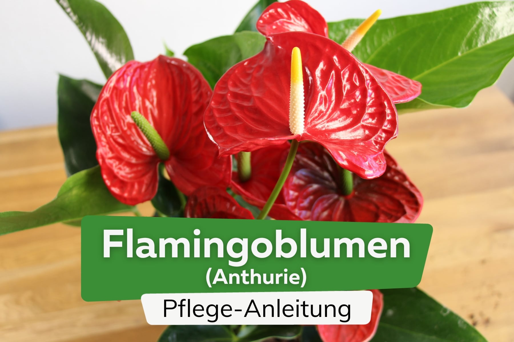 Flamingoblume (Anthurie)