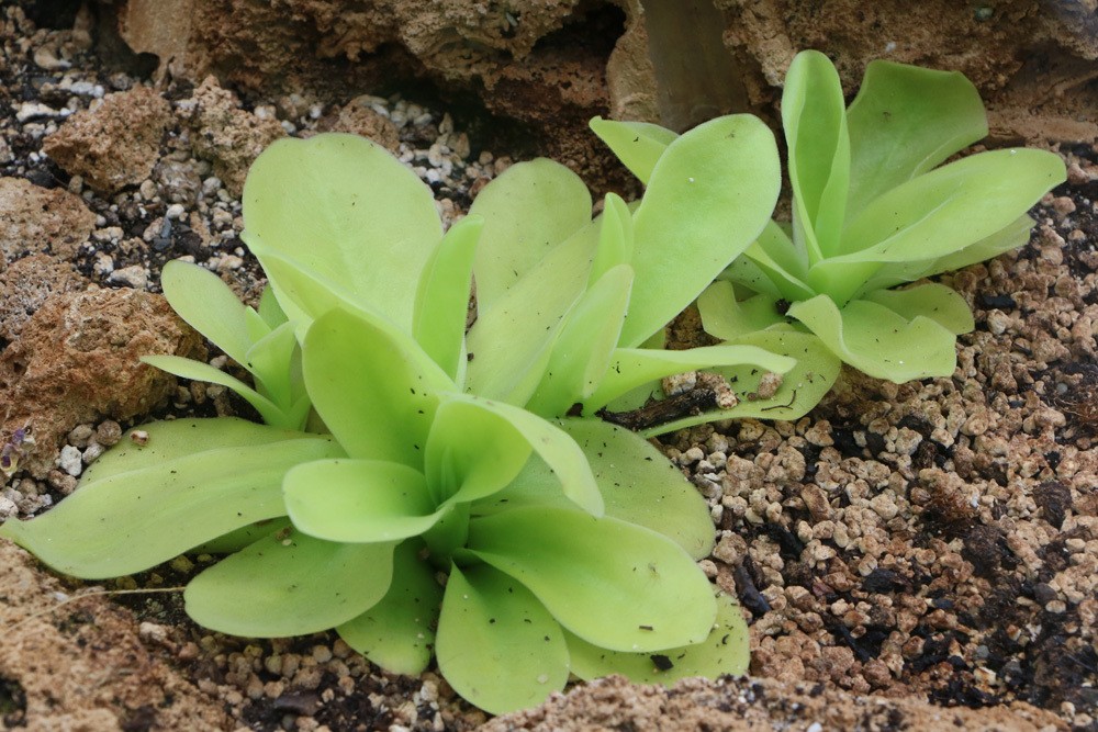 Pinguicula, Fettkraut