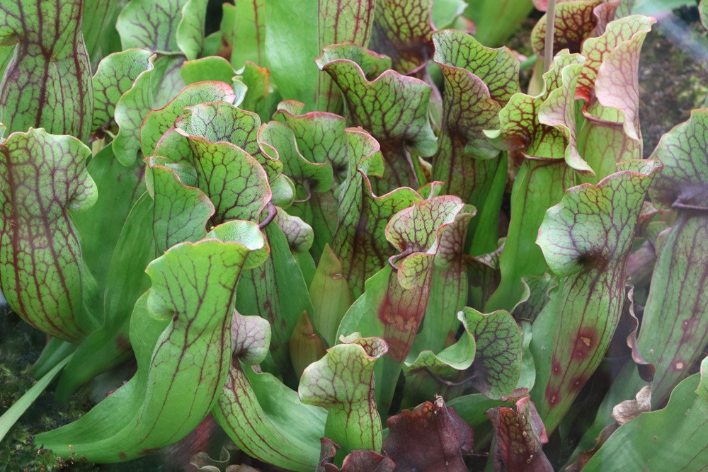 Sarracenia purpurea, Rote Schlauchpflanze