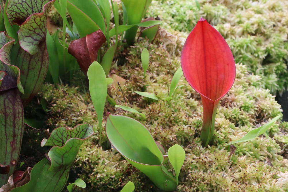 Sarracenia purpurea, Rote Schlauchpflanze