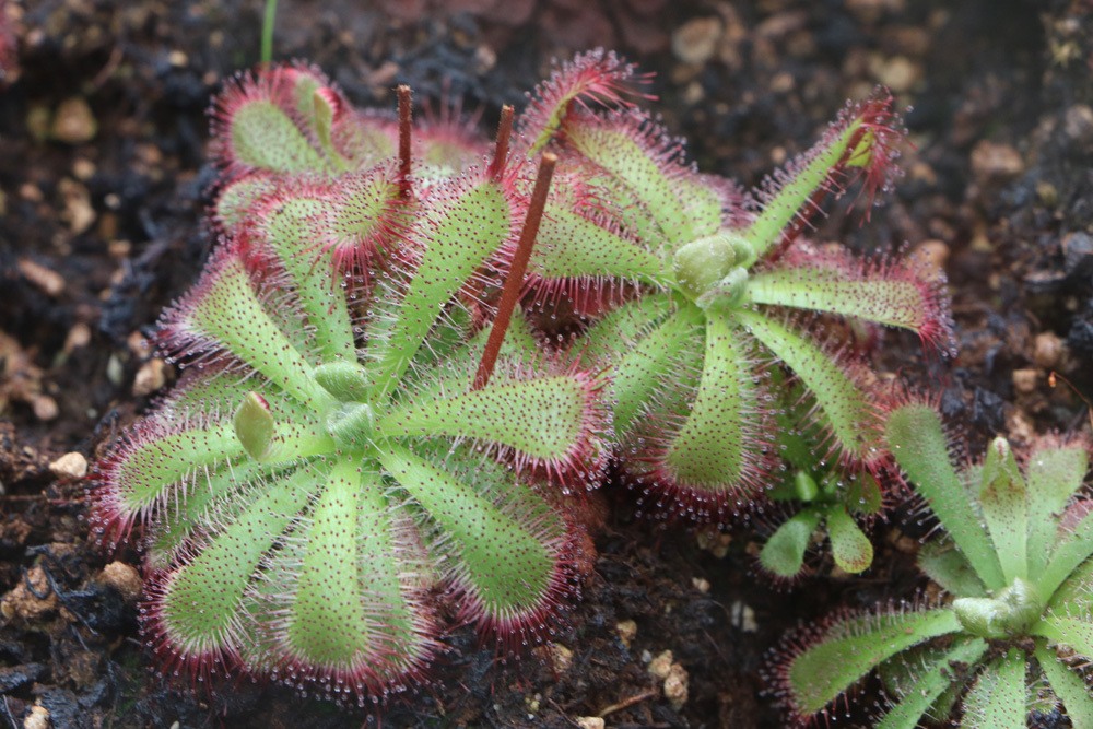 Drosera, Sonnentau