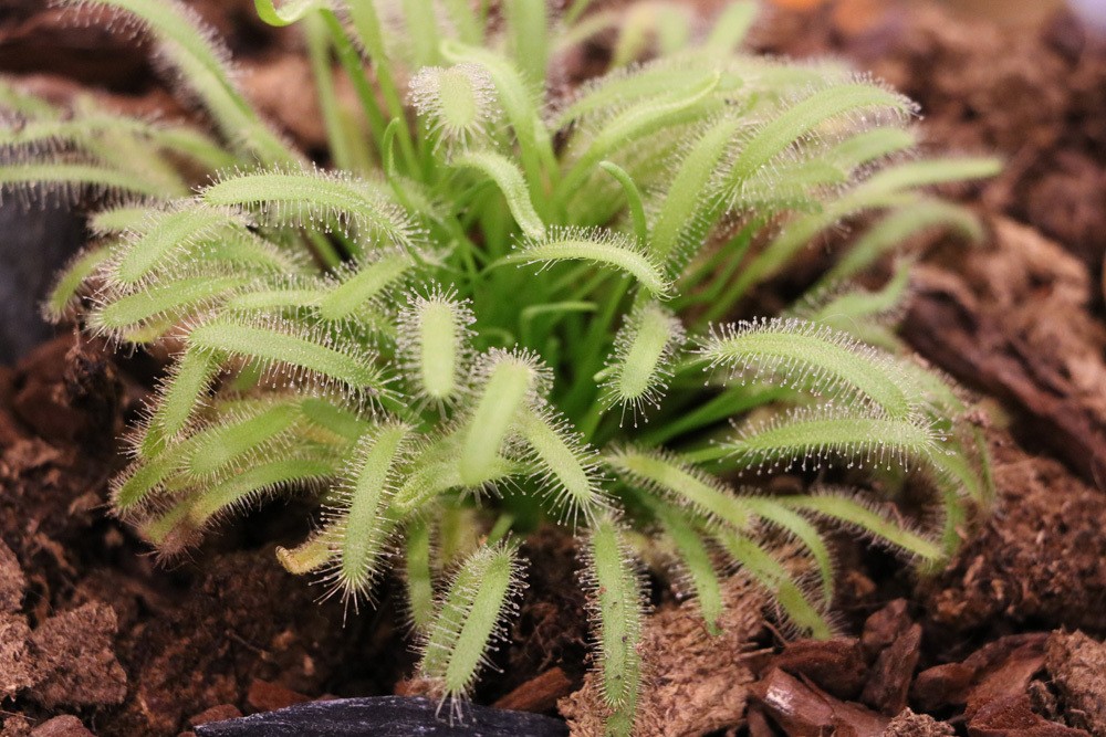 Drosera, Sonnentau