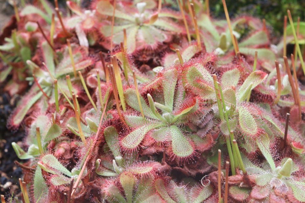 Drosera, Sonnentau