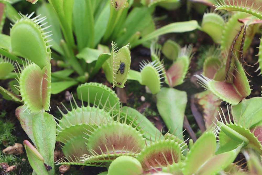 Dionaea muscipula, Venusfliegenfalle