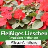 Fleißiges Lieschen (Impatiens walleriana)