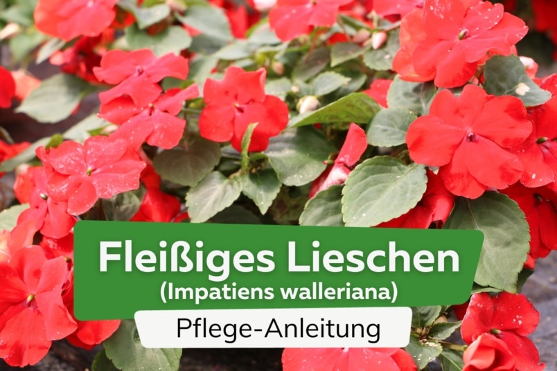 Fleißiges Lieschen (Impatiens walleriana)