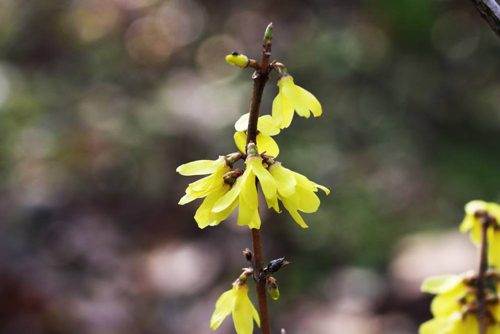 Forsythie - Forsythia