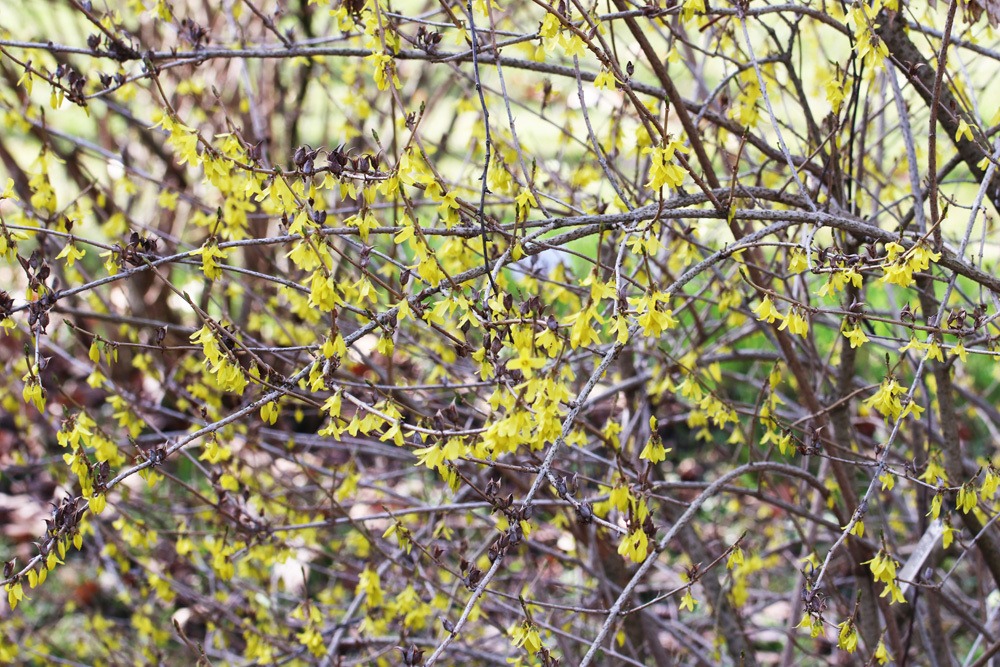 Forsythie - Forsythia