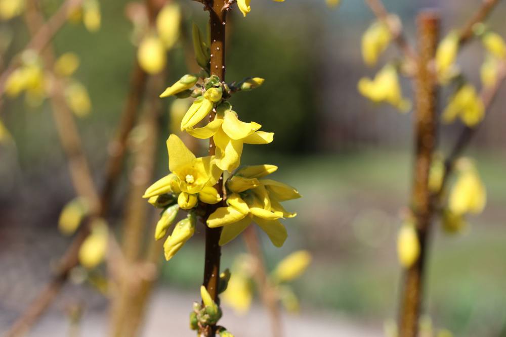 Forsythienblüte