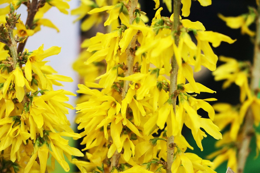 Forsythie - Forsythia