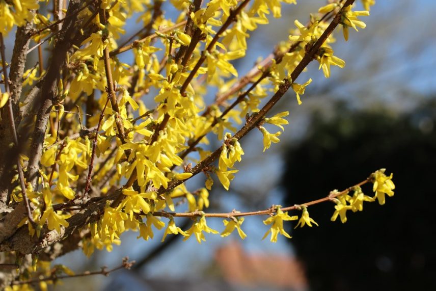 36 blühende Hochstämmchen für den Garten