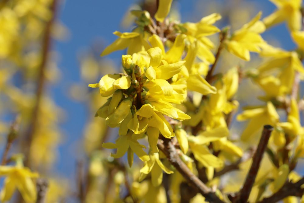 Forsythie - Forsythia