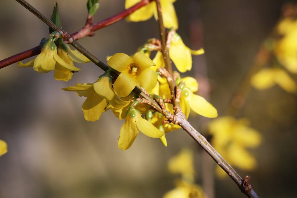 Forsythienblüte