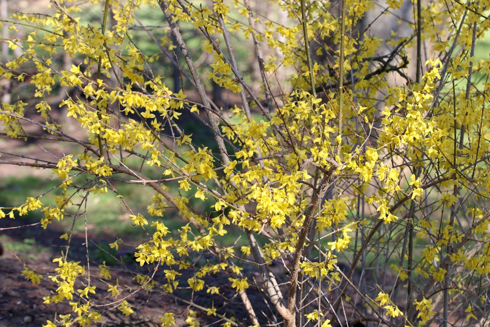 Forsythie - Forsythia