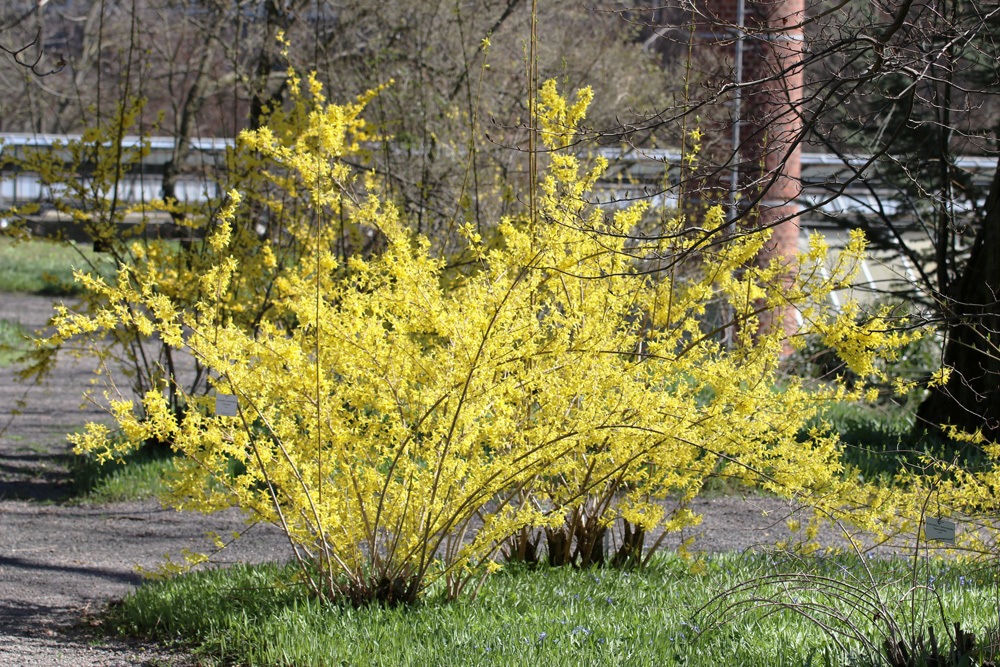 Forsythie - Forsythia