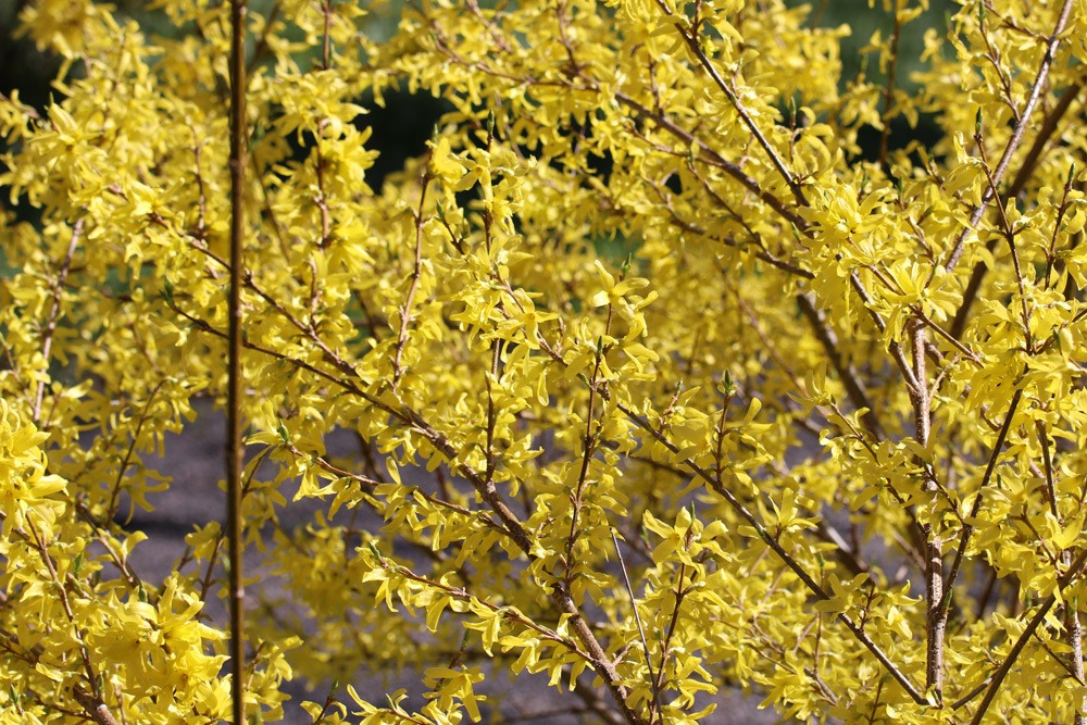 Forsythie - Forsythia