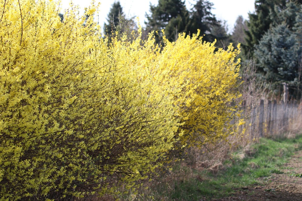 Forsythiensträucher