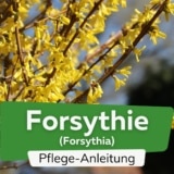 Forsythie (Forsythia)