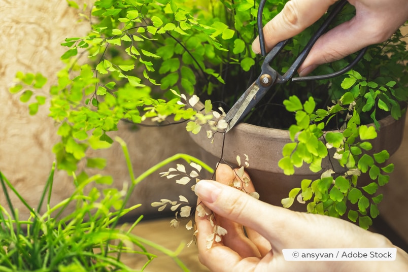 Frauenhaarfarn (Adiantum) schneiden