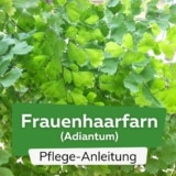 Frauenhaarfarn (Adiantum)