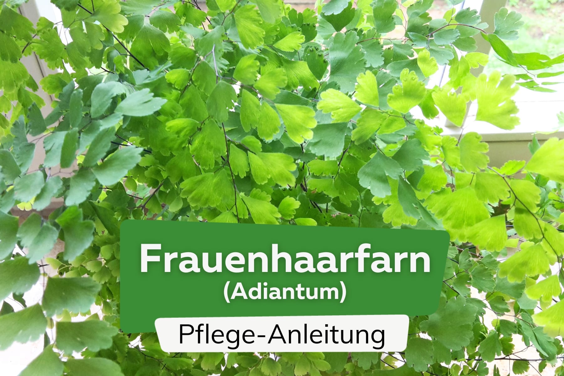 Frauenhaarfarn (Adiantum)