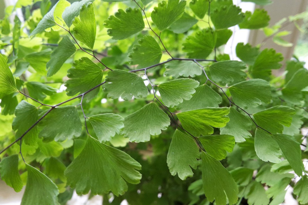 Adiantum