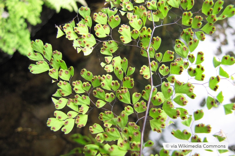 Frauenhaarfarn (Adiantum raddianum)