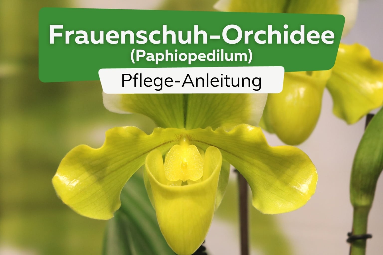Pflege Von Frauenschuh
