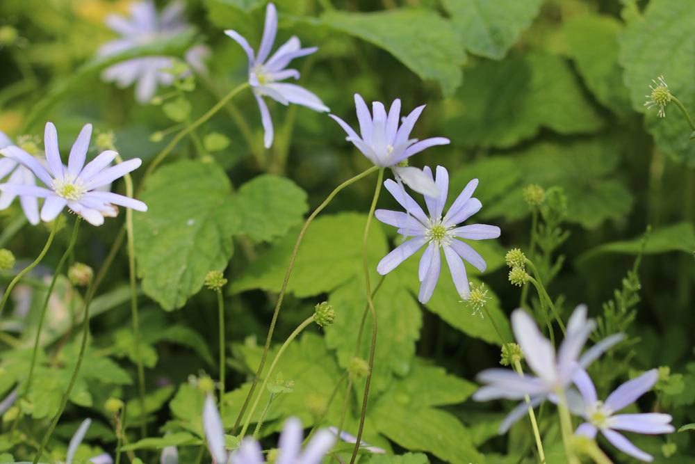 Apennin-Windröschen, Anemone apennina