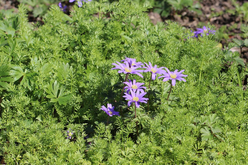 Balkan-Windröschen, Anemone blanda