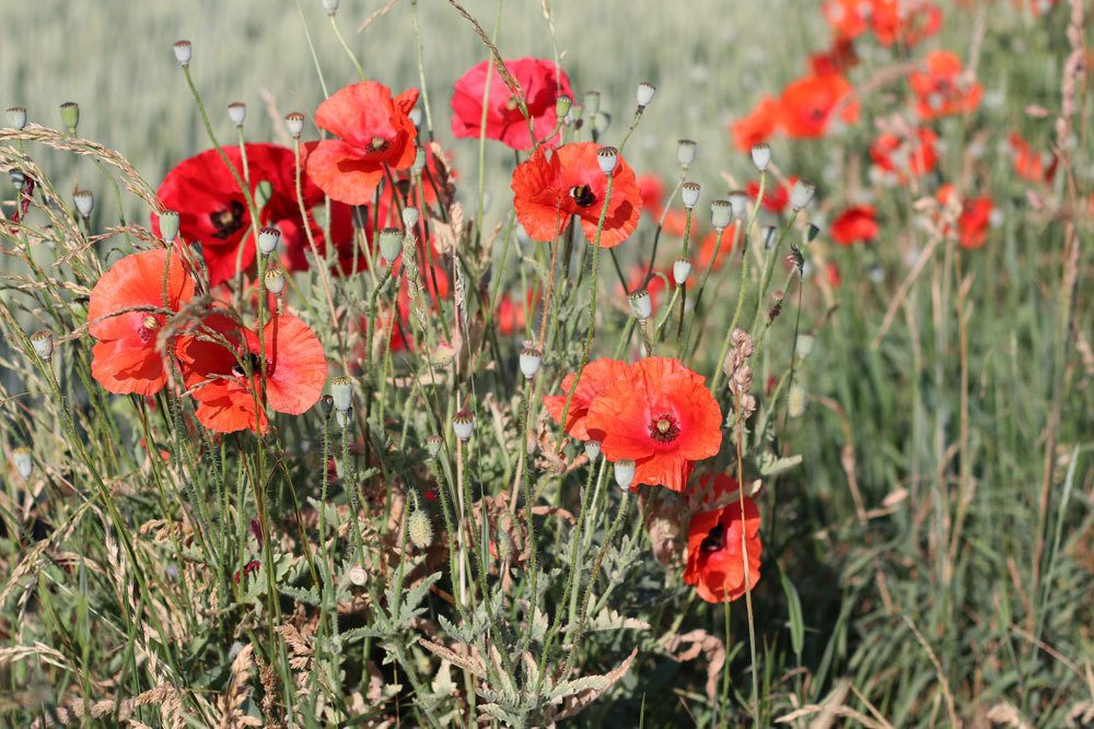 Klatschmohn, Papaver rhoeas