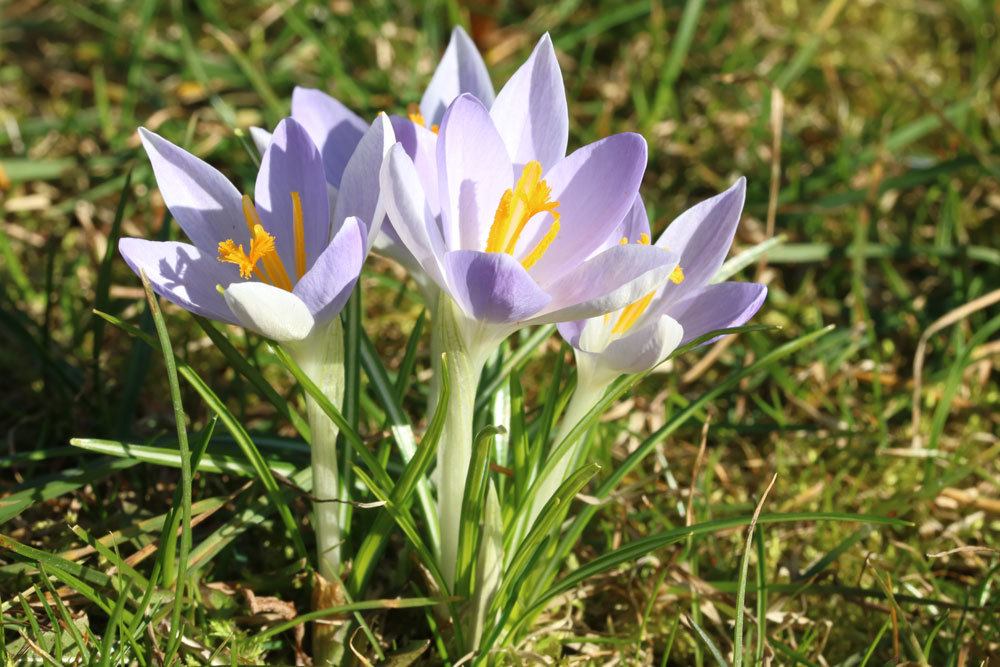 Elfen-Krokus, Crocus tommasinianus