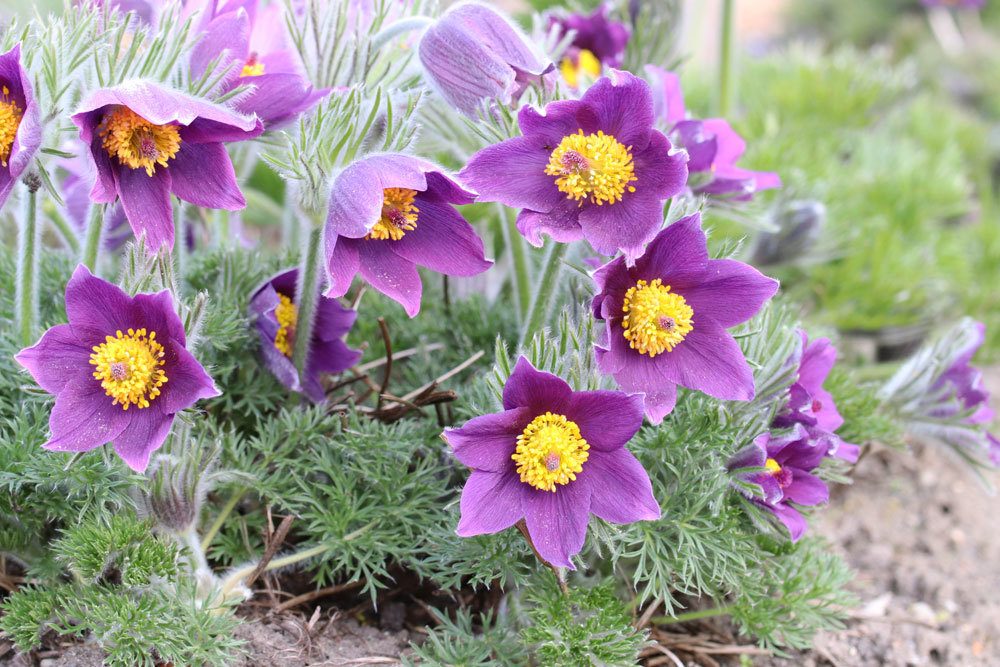 Gewöhnliche Kuhschelle, Pulsatilla vulgaris