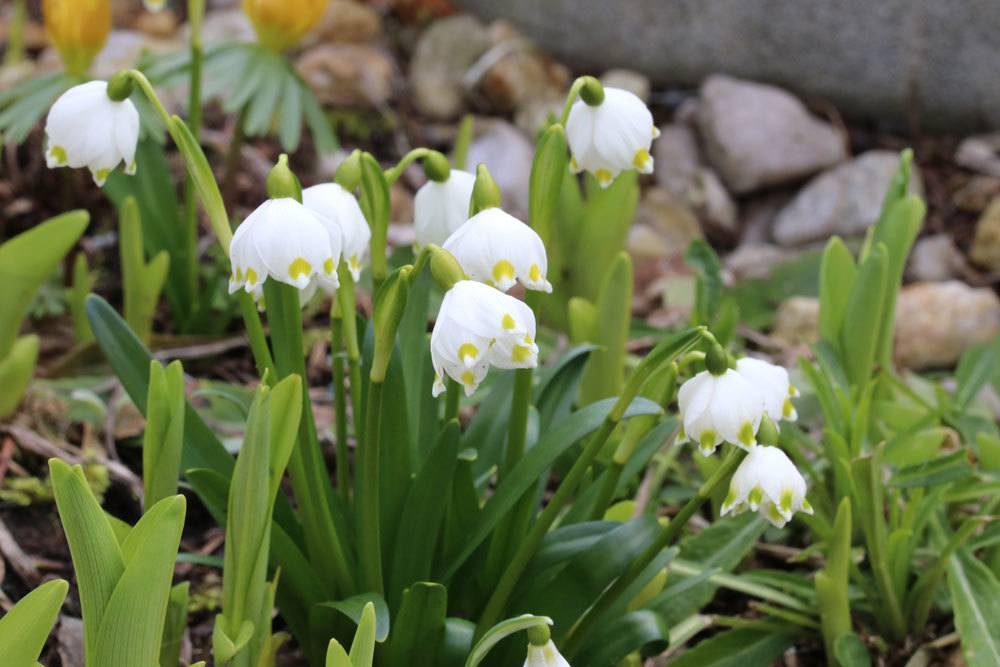 Märzbecher, Leucojum vernum