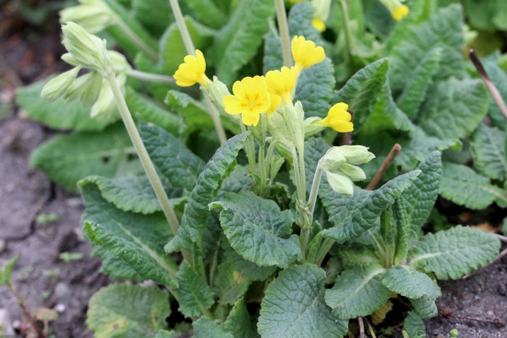 Echte Schlüsselblume, Primula veris