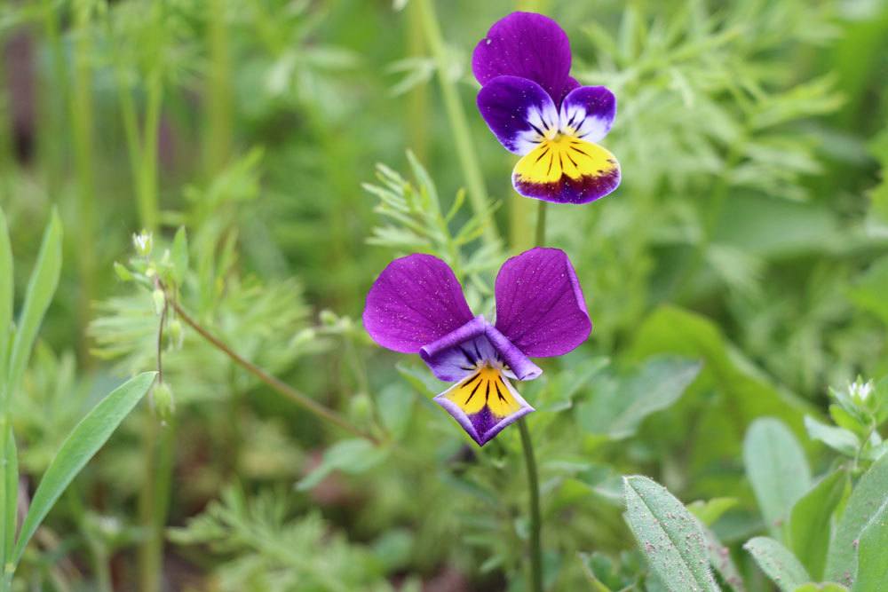 Stiefmütterchen, Veilchen, Viola tricolor