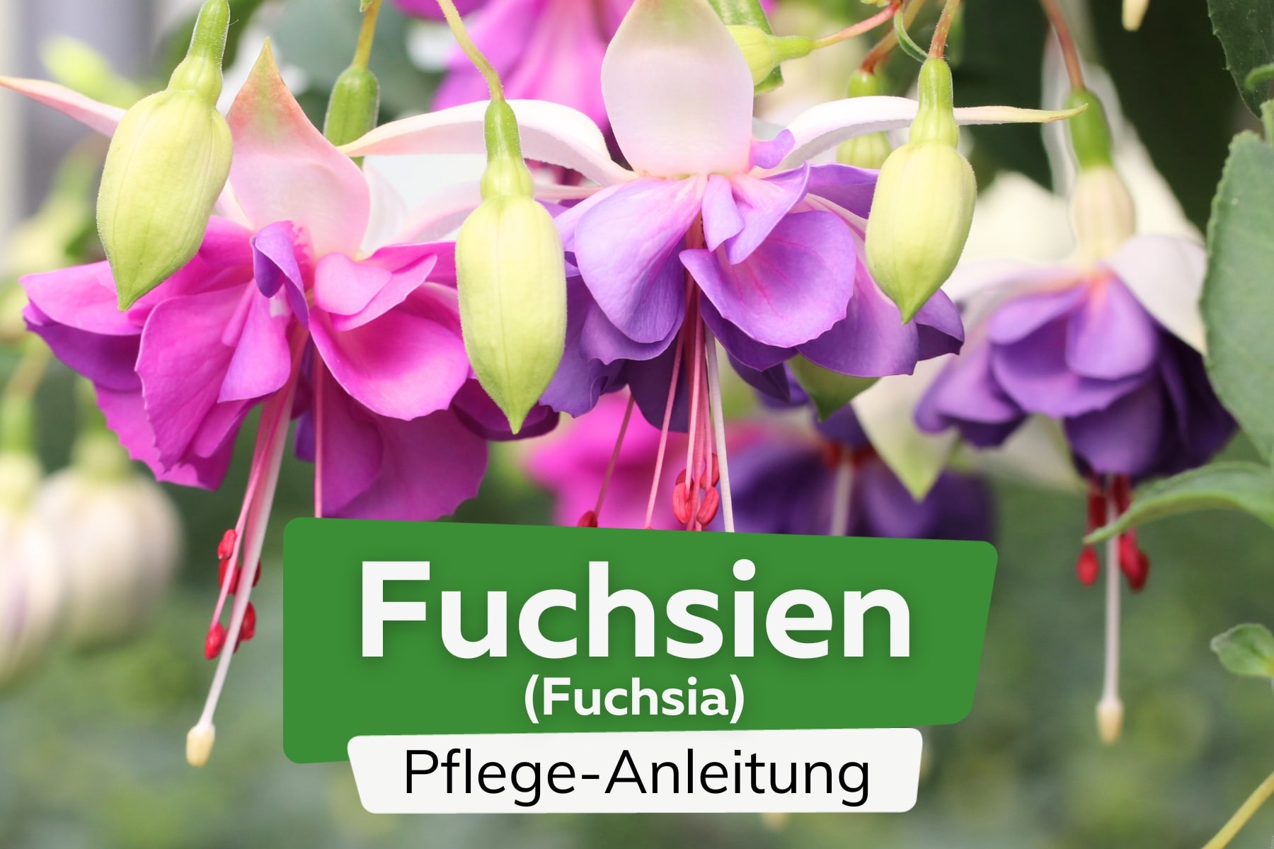 Fuchsie (Fuchsia)