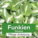 Funkie (Hosta)