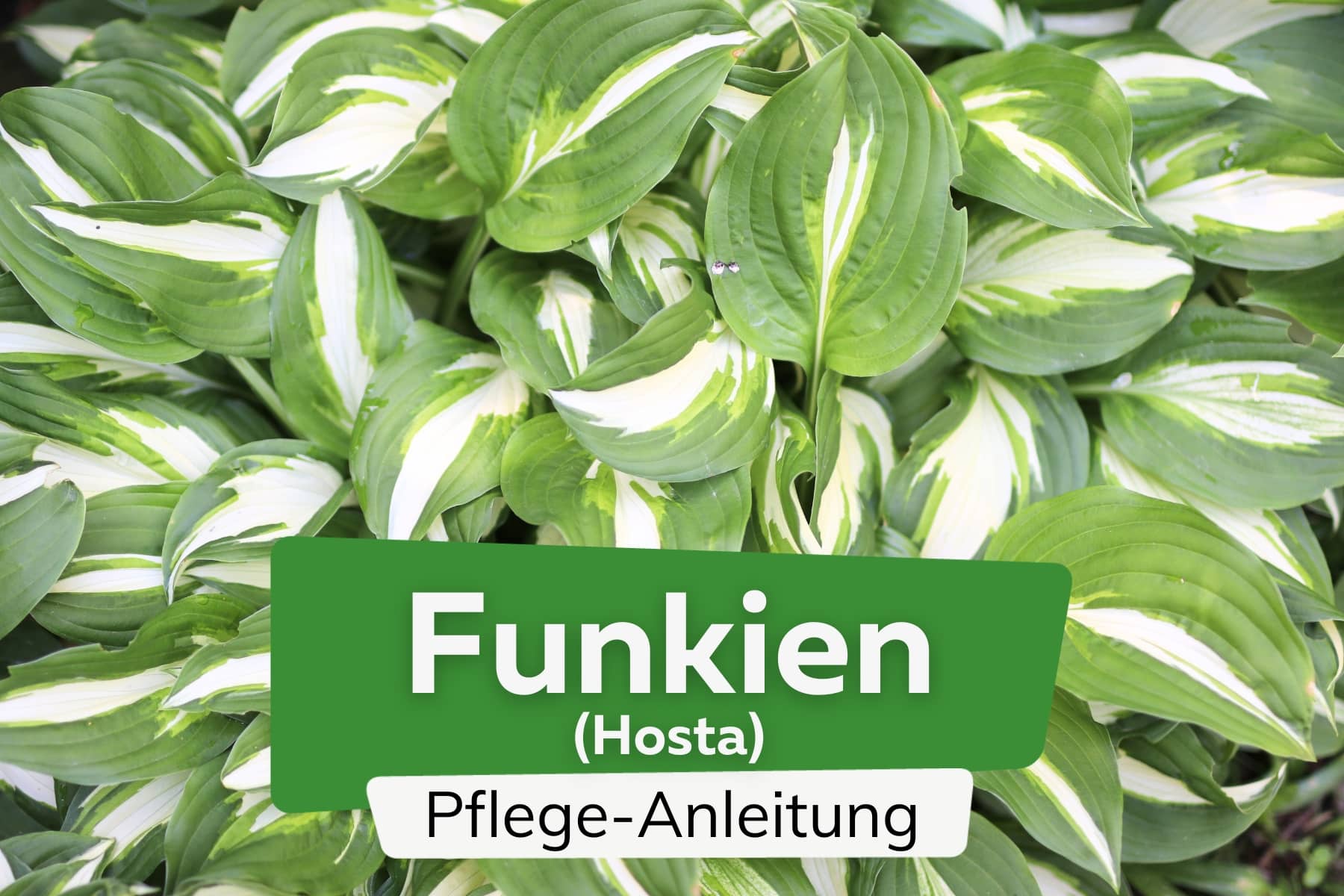 Funkie (Hosta)