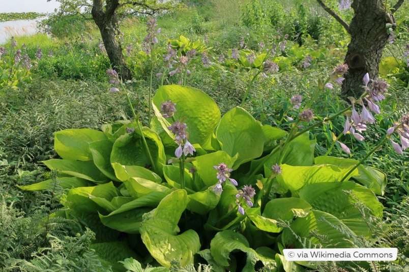 Großblättrige Gartenfunkie (Hosta x cultorum 'Sum and Substance')