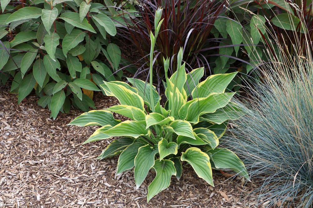 Funkien, Hosta