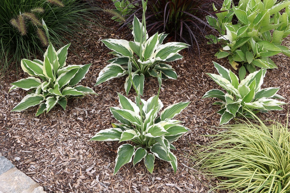 Funkien - Hosta