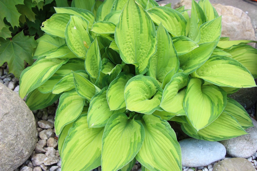 Funkien - Hosta - Captain Kirk