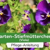 Garten-Stiefmütterchen (Viola)