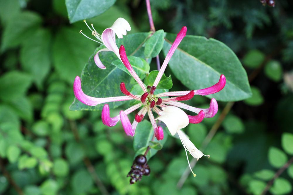 Geissblatt - Lonicera - Heckenkirsche