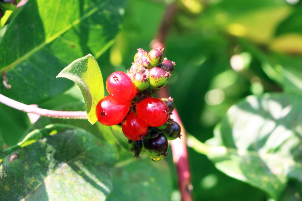 Beeren des Garten-Geißblatts, Lonicera caprifolium